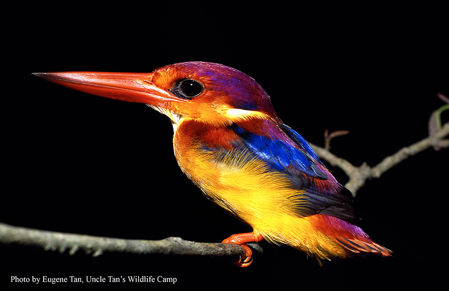 black backed kingfisher fm 2