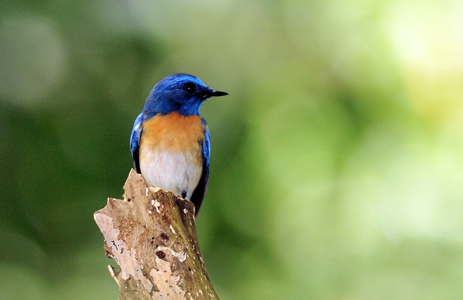 dsc 3239 2