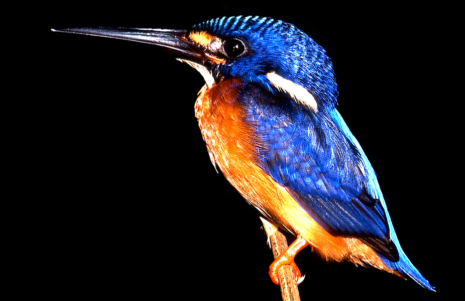 blue eared kingfisher 2