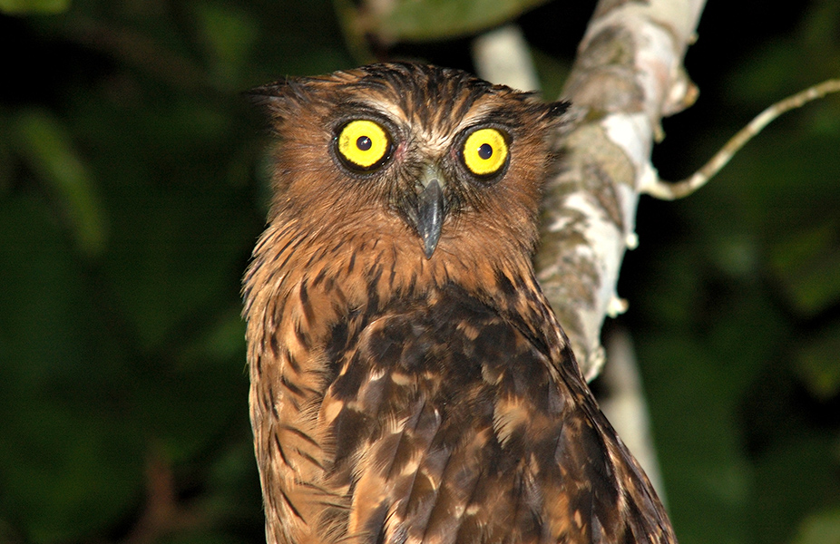 buffy fish owl