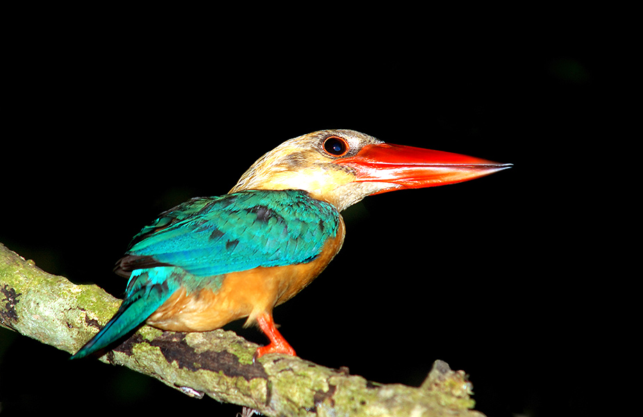 stork billed kingfisher